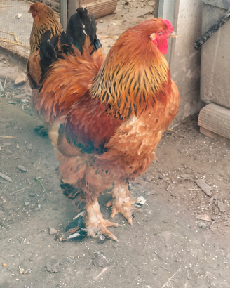 Gallo Brahma
