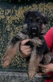 Cuccioli di Pastore Tedesco