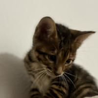 Gattino Toyger