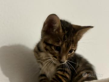 Gattino Toyger