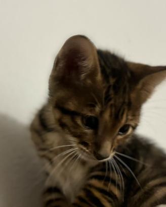 Gattino Toyger