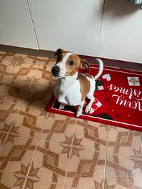 Jack russel di circa 3 anni