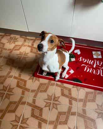 Jack russel di circa 3 anni
