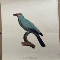 Incisione Originale Barraband 1806