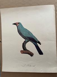 Incisione Originale Barraband 1806