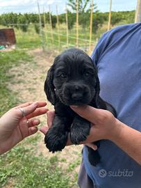 Splendido cucciolo di cocker nero