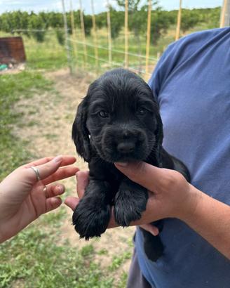 Splendido cucciolo di cocker nero