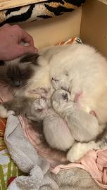 Gattini Sacro Di Birmania