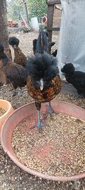 Galline ornamentali padovane ciuffate