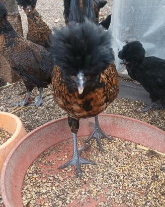 Galline ornamentali padovane ciuffate