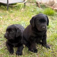 Labrador retriver