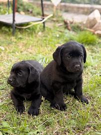 Labrador retriver