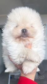 Spitz con pedigree enci