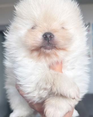 Spitz con pedigree enci