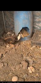 Coppia di anatre germane