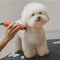 Tosatura cani a domicilio