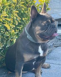 Bulldog francese