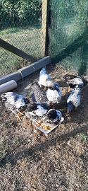 Galline