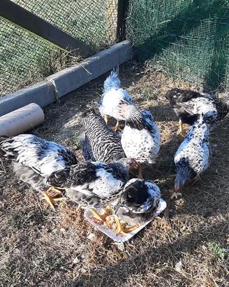 Galline