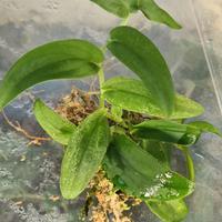 Pianta di Epipremnum skeleton key 