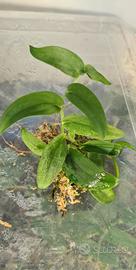 Pianta di Epipremnum skeleton key 