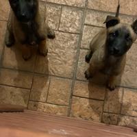 Cuccioli Cane pastore belga malinois