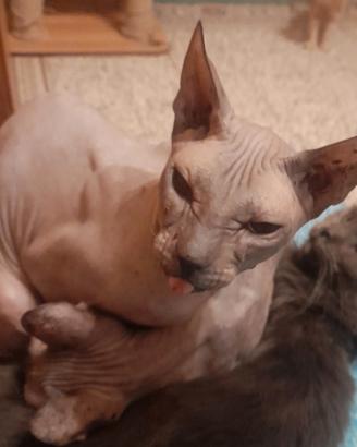 Gatti Sphynx