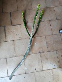Talea di Plumeria "Tonda Palermitana" 