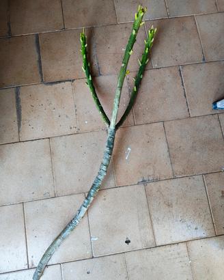 Talea di Plumeria "Tonda Palermitana" 