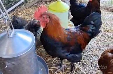 Giovani galli razza Brahma