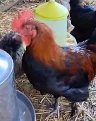 Giovani galli razza Brahma