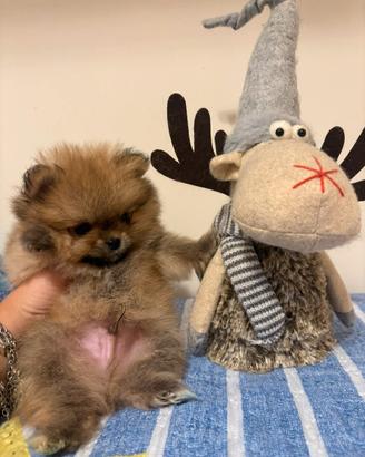 Cane spitz nano TOY 60 giorni 400 grammi