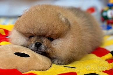 Cuccioli di Pomerania linea americana