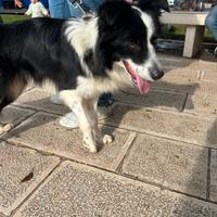 Border collie 1 anno
