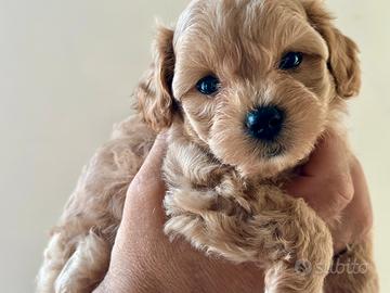 Maschietto maltipoo ( da genitori con pedigree)
