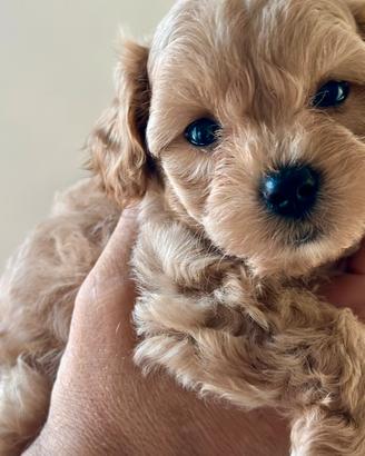 Maschietto maltipoo ( da genitori con pedigree)