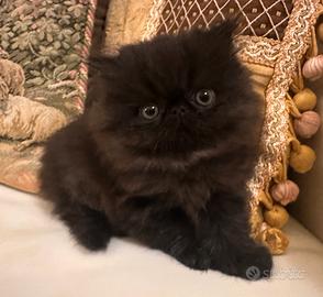 Persiana nera