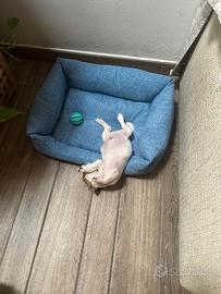 Cucciolo maschio di labrador taglia molto piccola