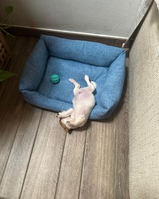 Cucciolo maschio di labrador taglia molto piccola