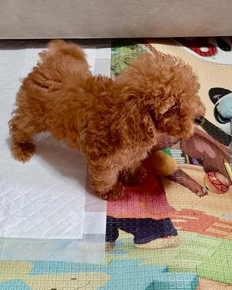 Barboncino toy