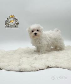 Dolcissimi cuccioli Maltese