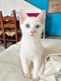 Gattini Turco Angora