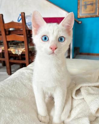 Gattini Turco Angora