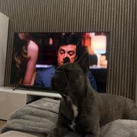 Disponibile per monta- bull dog francese maschio