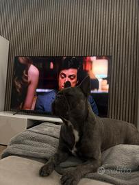 Disponibile per monta- bull dog francese maschio