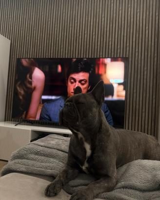 Disponibile per monta- bull dog francese maschio