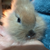 Coniglietti testa di leone