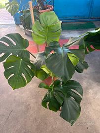 Pianta vera