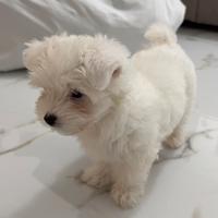 Maltese