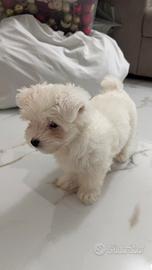 Maltese